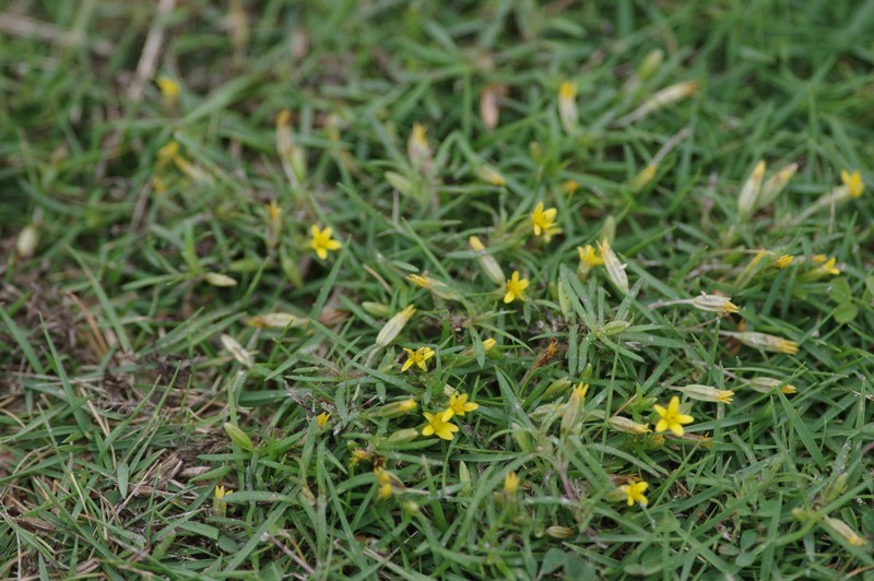 Chinchweed photo 5