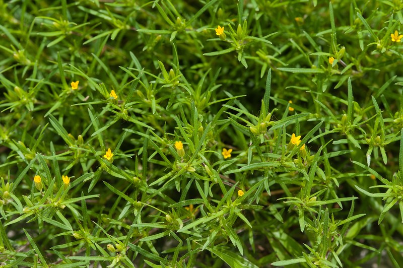 Chinchweed photo 6