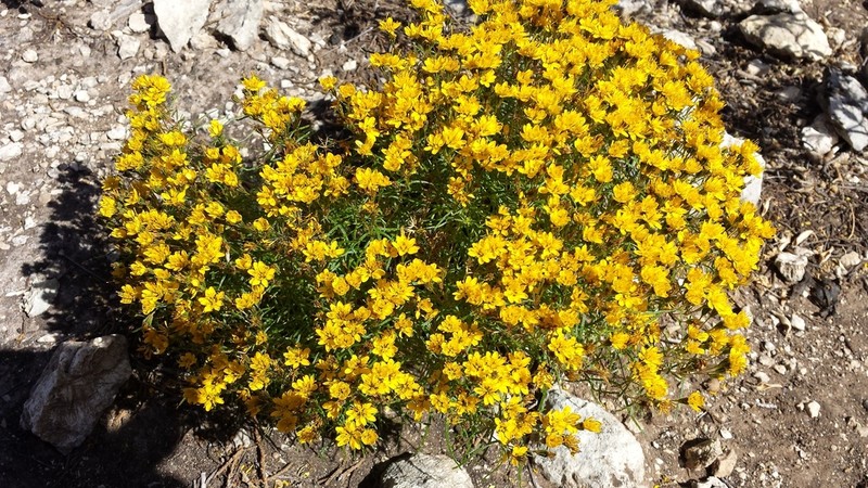 Lemonscent photo 3
