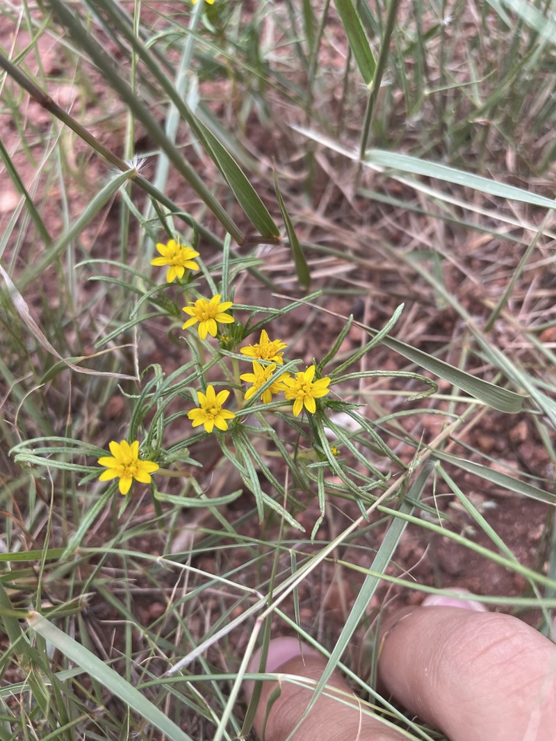 Pectis angustifolia var. angustifolia