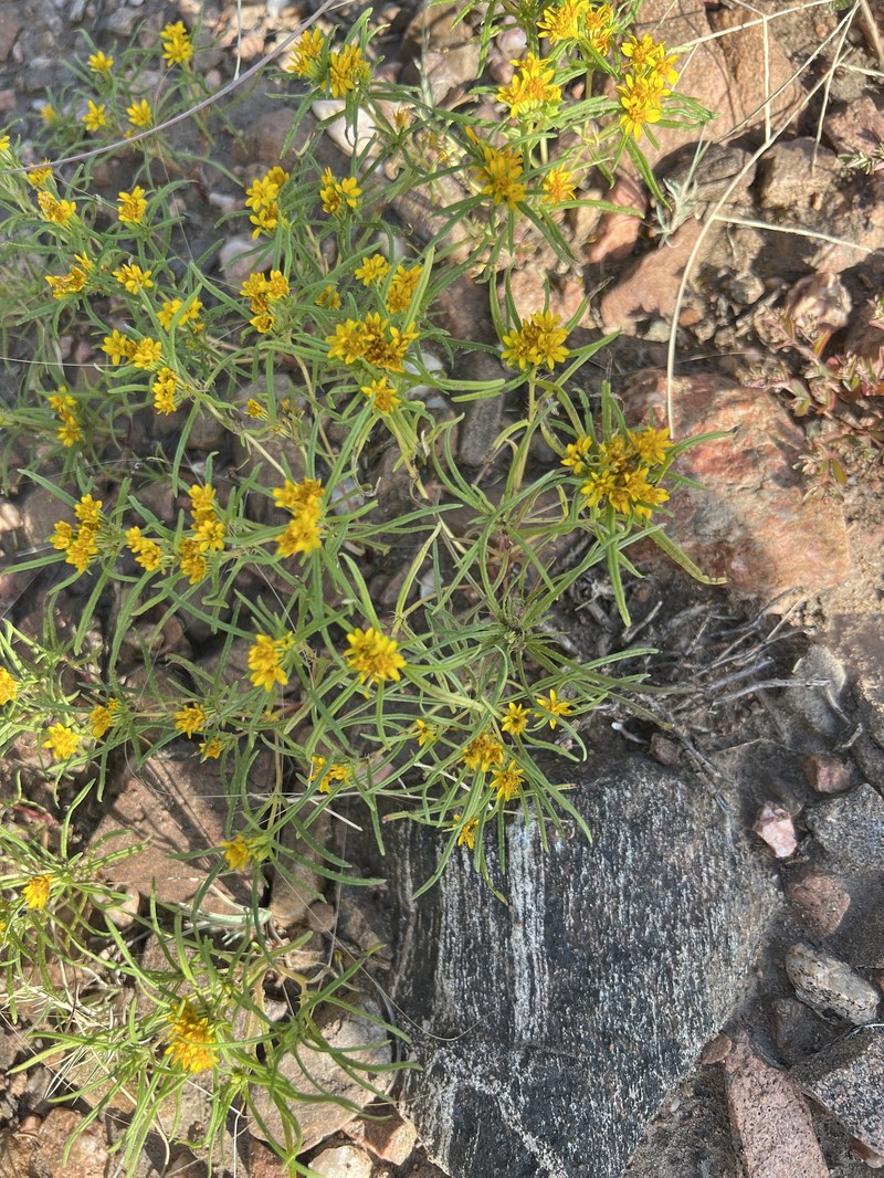 Pectis angustifolia var. angustifolia photo 2