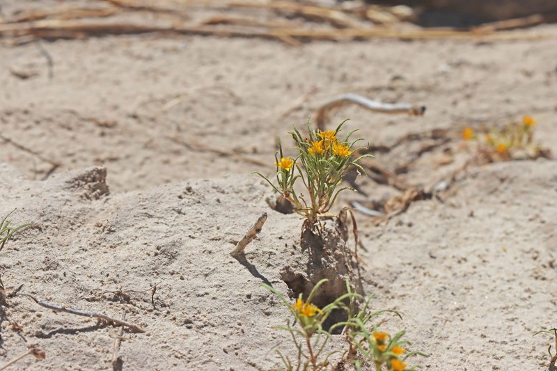Pectis angustifolia var. angustifolia photo 3