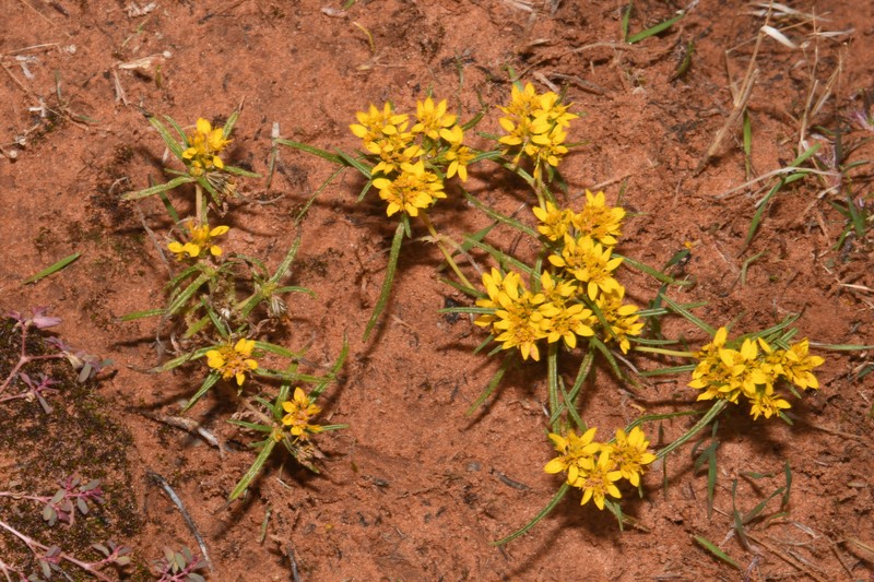 Pectis angustifolia var. angustifolia photo 4