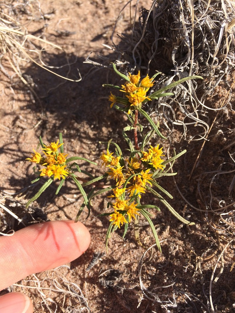 Pectis angustifolia var. angustifolia photo 5