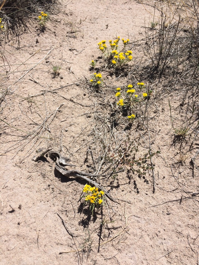 Pectis angustifolia var. angustifolia photo 6