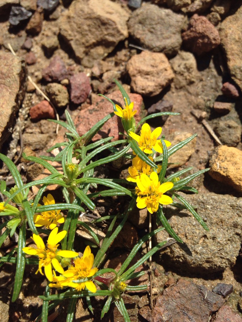 Pectis angustifolia var. angustifolia photo 7