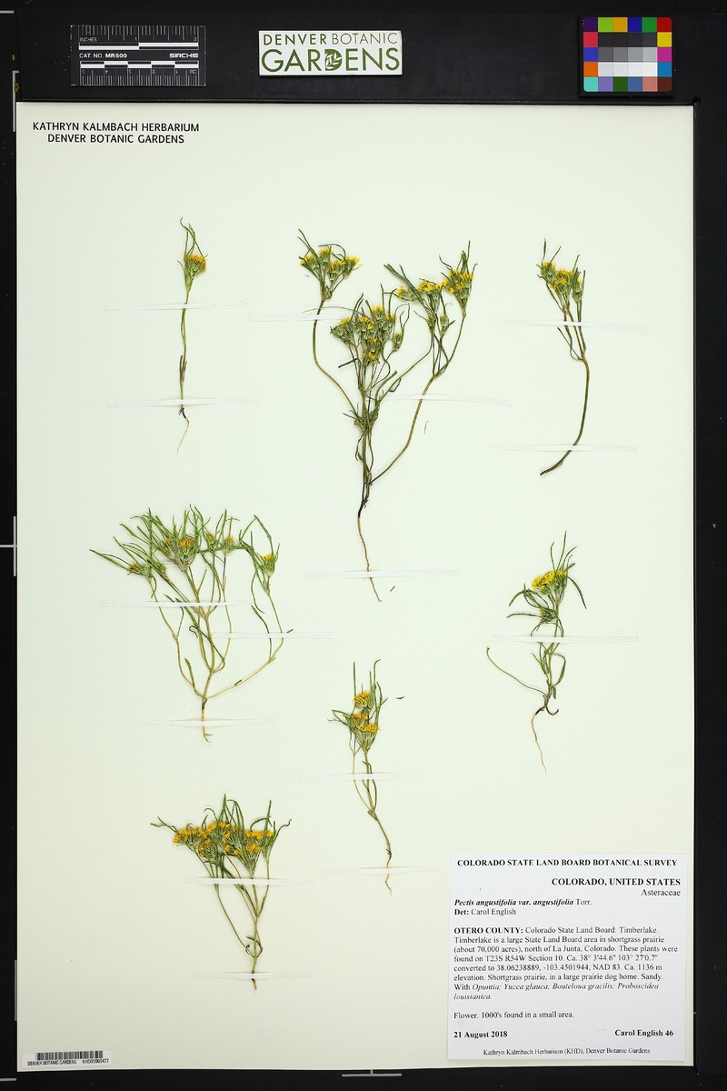 Pectis angustifolia var. angustifolia photo 8