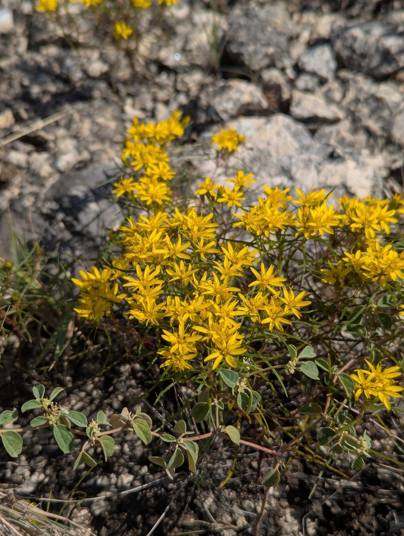 Pectis angustifolia var. fastigiata
