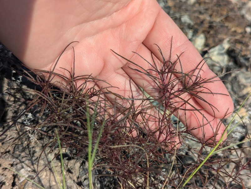 Pectis angustifolia var. fastigiata photo 2