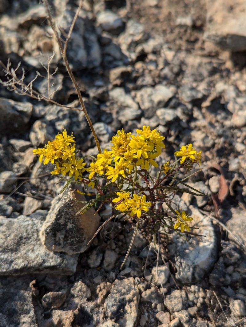 Pectis angustifolia var. fastigiata photo 3