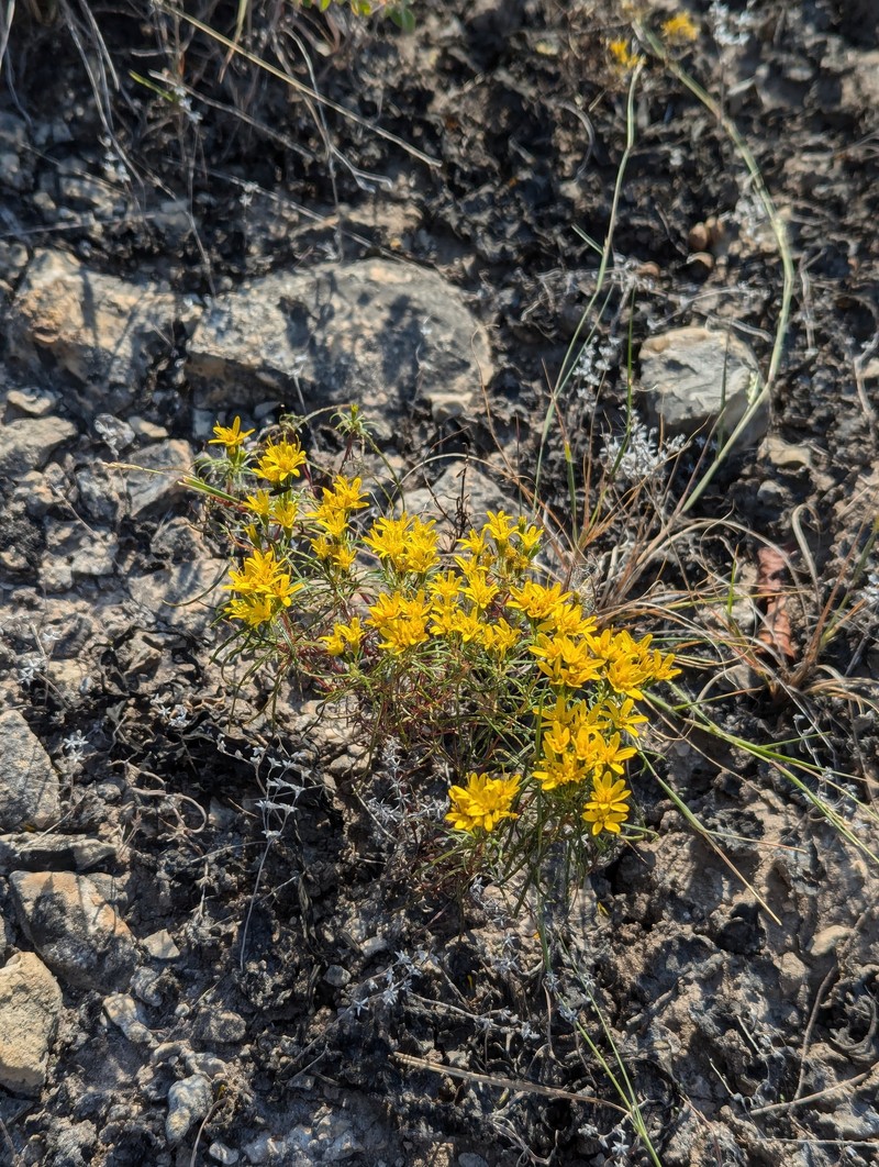 Pectis angustifolia var. fastigiata photo 4
