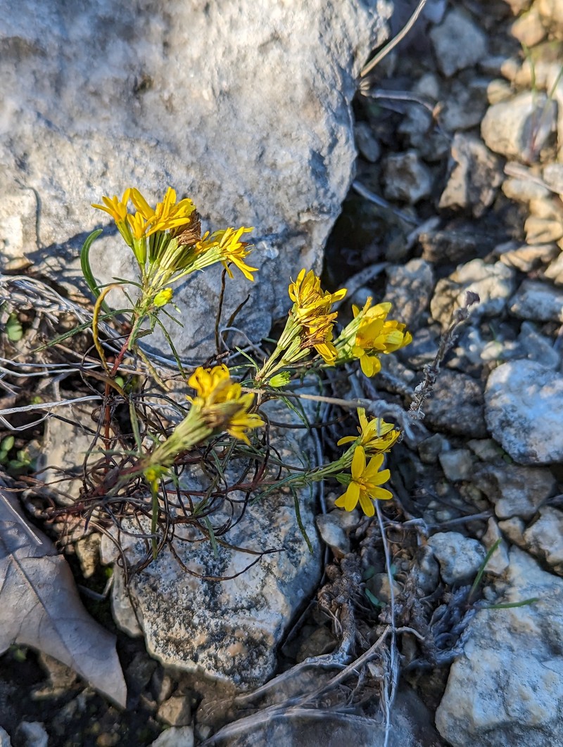 Pectis angustifolia var. fastigiata photo 5