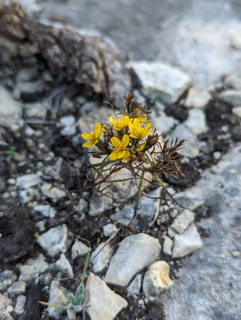Pectis angustifolia var. fastigiata photo 6