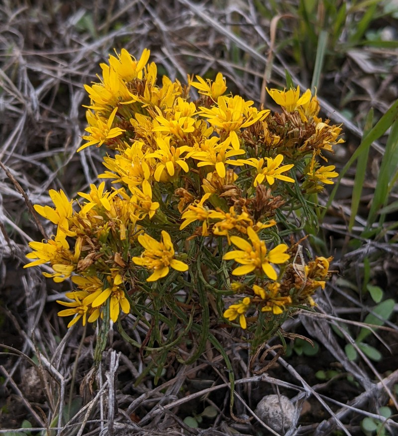 Pectis angustifolia var. fastigiata photo 7