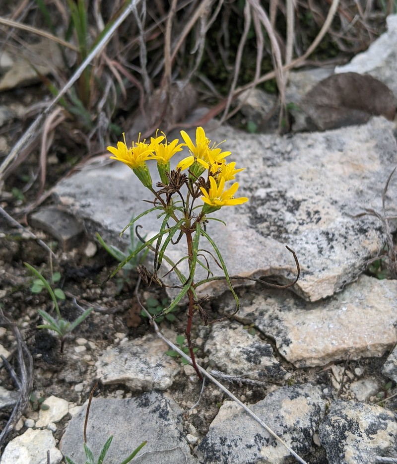 Pectis angustifolia var. fastigiata photo 8