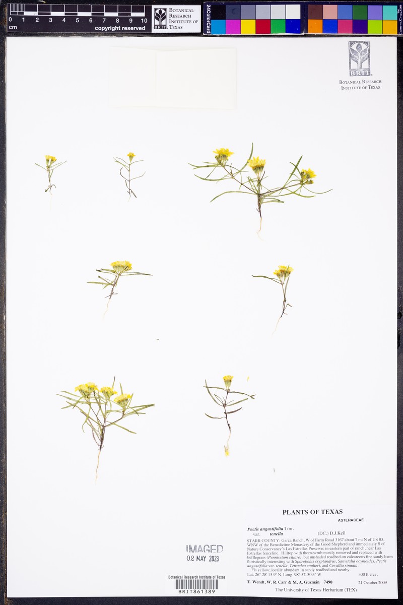 Pectis angustifolia var. tenella photo 2