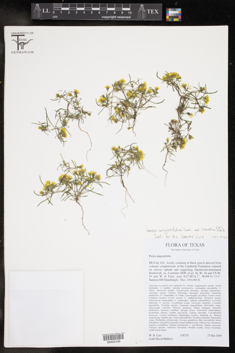 Pectis angustifolia var. tenella