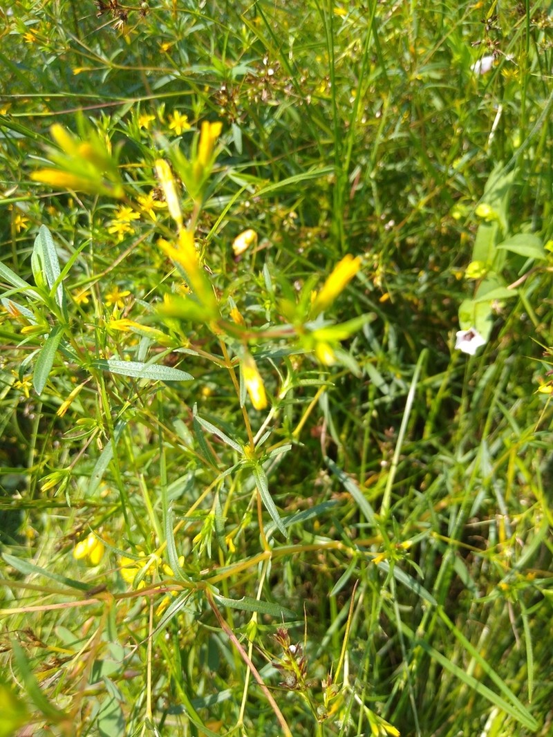 Pectis bonplandiana