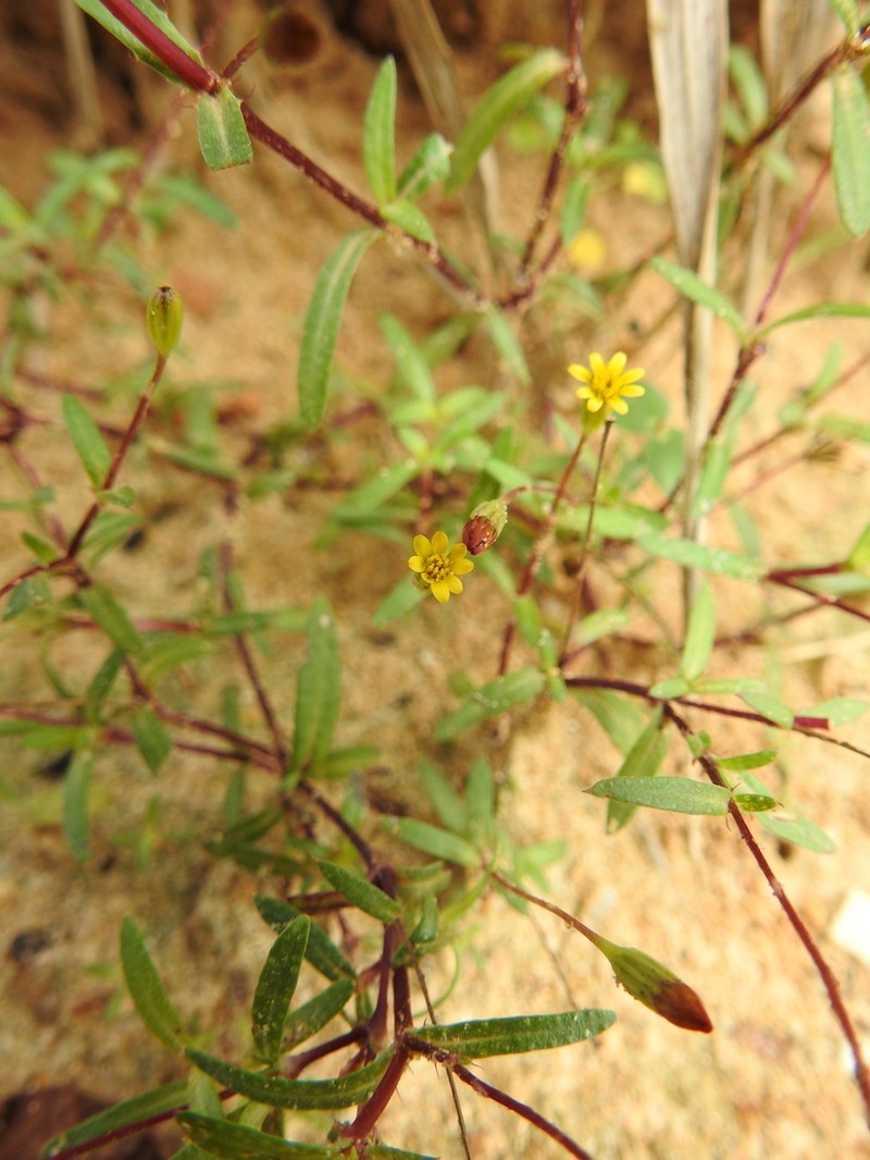 Pectis bonplandiana photo 2