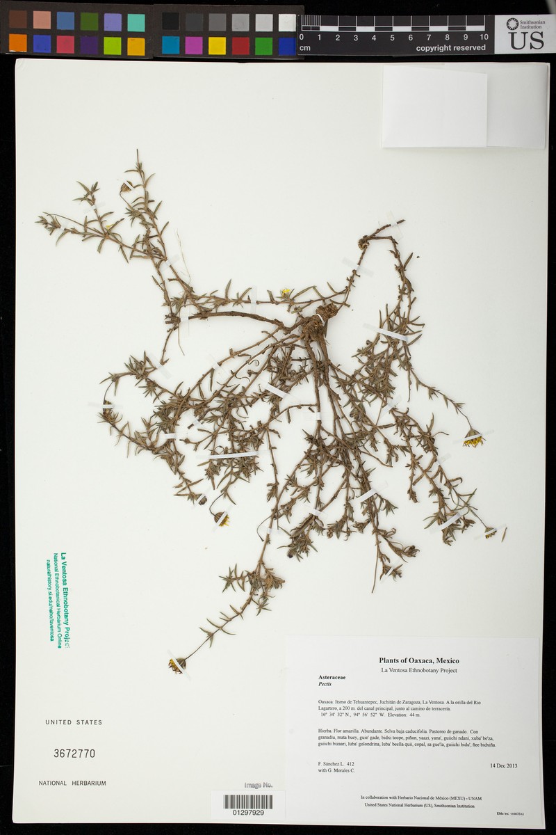 Pectis bonplandiana photo 6