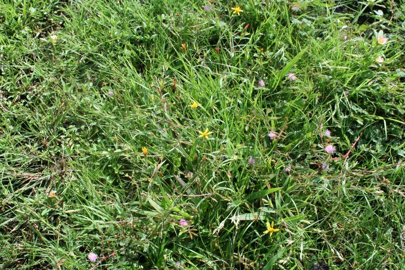 Pectis brachycephala