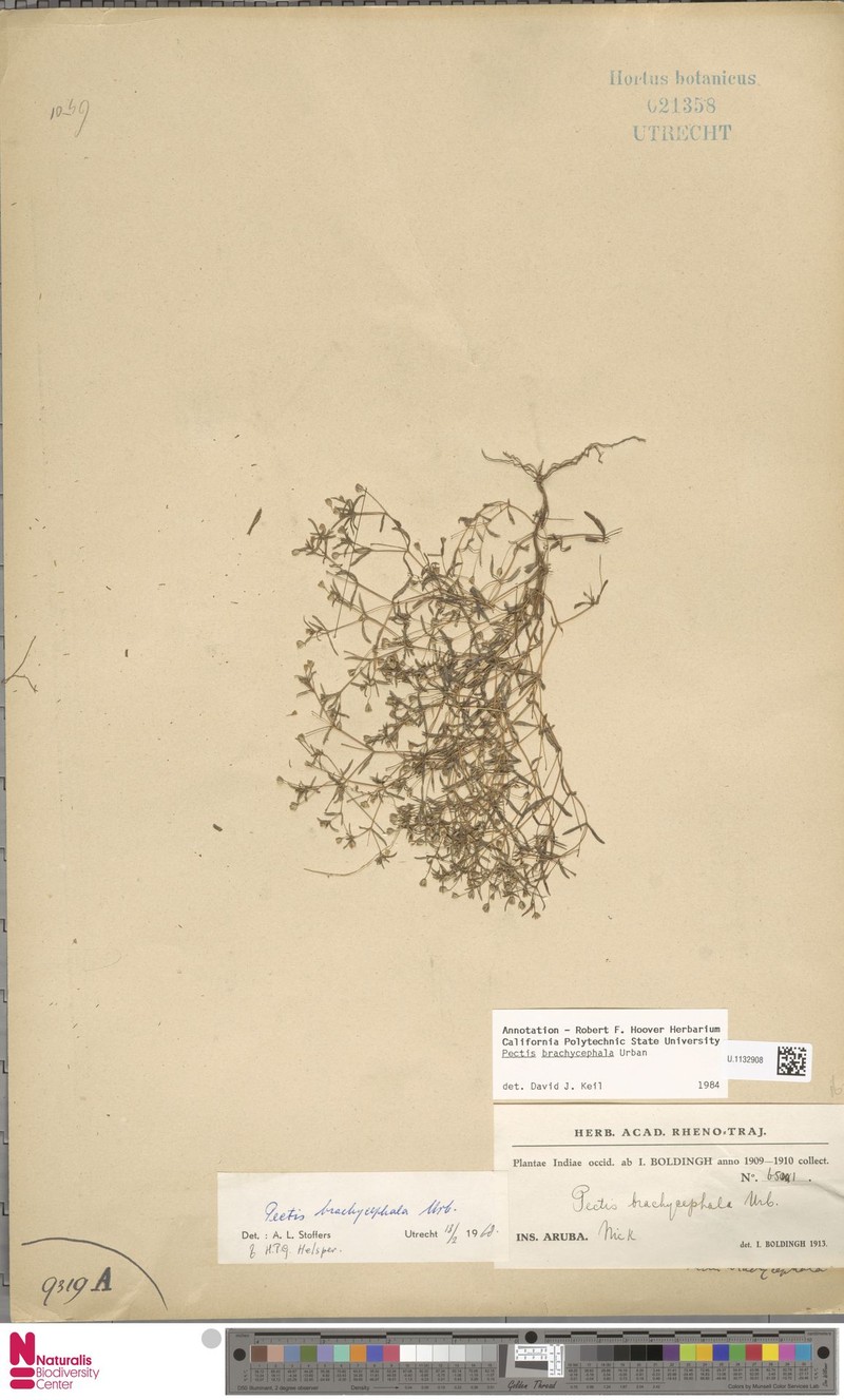 Pectis brachycephala photo 2