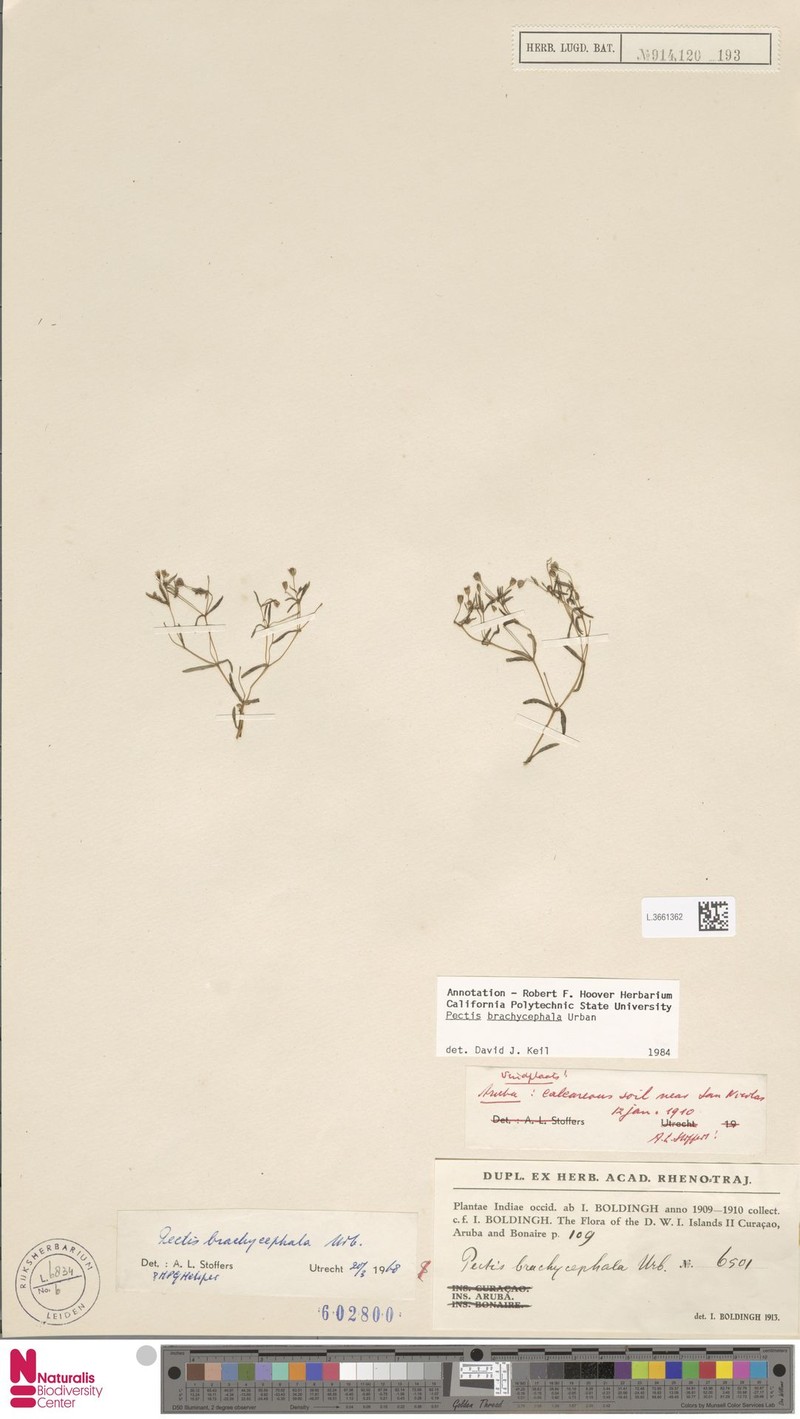 Pectis brachycephala photo 3
