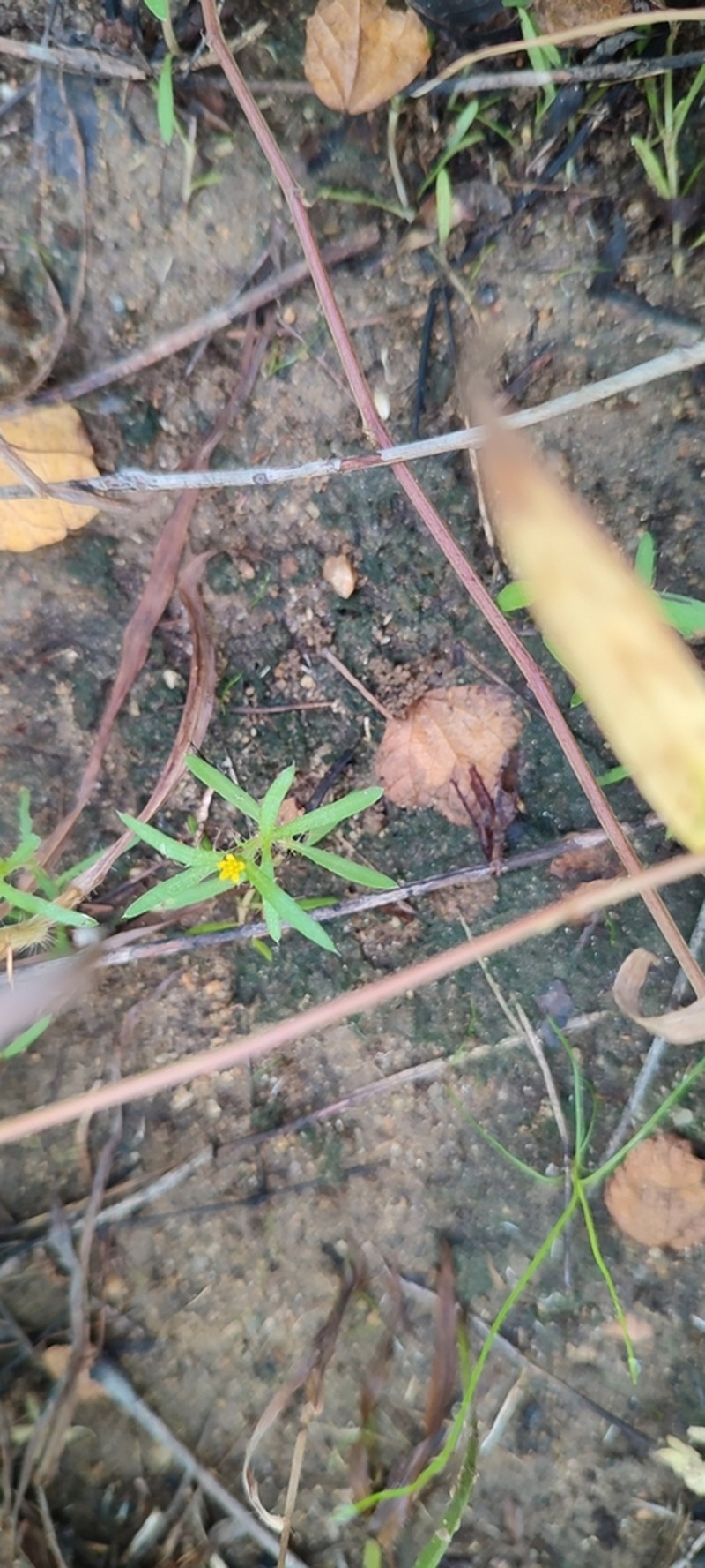 Pectis brevipedunculata