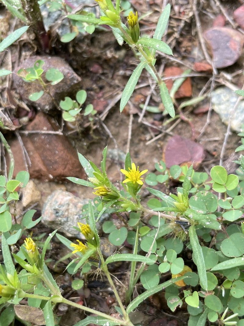 Pectis brevipedunculata photo 2