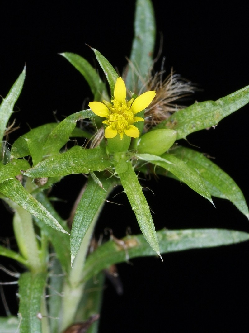 Pectis brevipedunculata photo 3