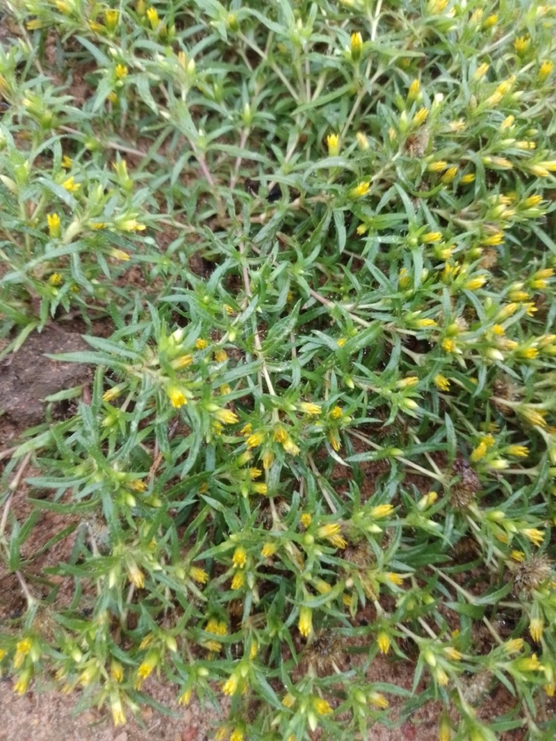 Pectis brevipedunculata photo 4