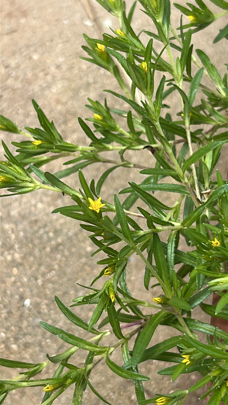 Pectis brevipedunculata photo 6