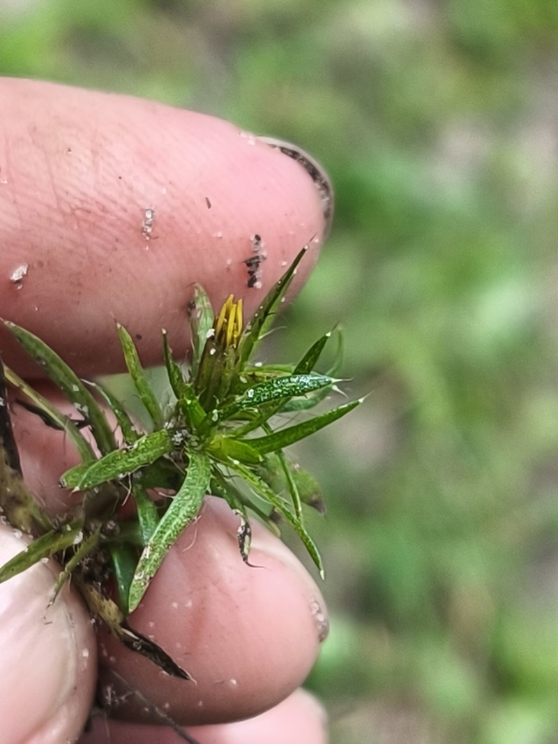 Pectis brevipedunculata photo 7