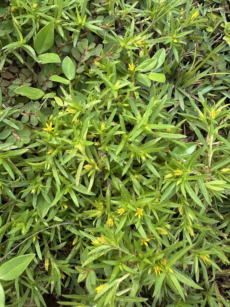 Pectis brevipedunculata photo 8