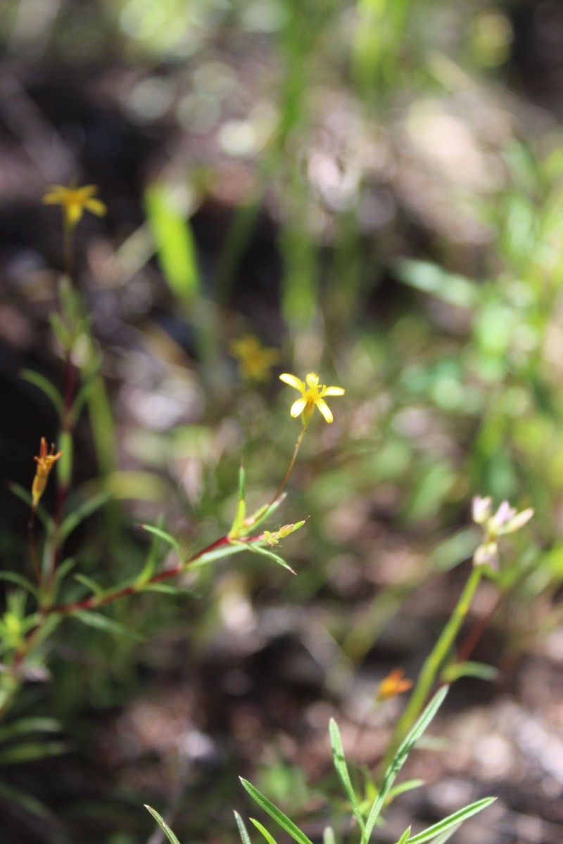 Pectis capillipes