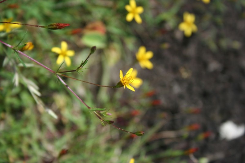 Pectis capillipes photo 2