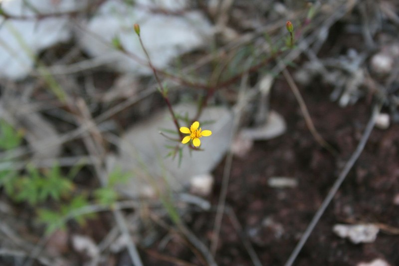 Pectis capillipes photo 3