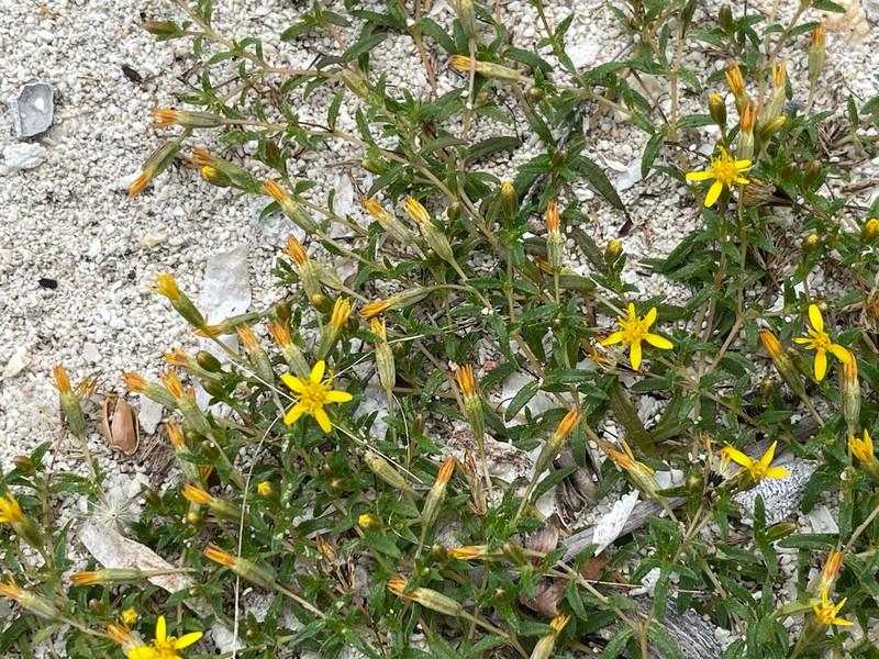 Pectis caymanensis
