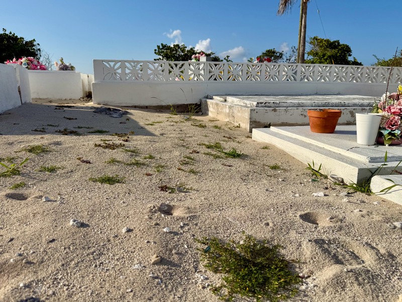 Pectis caymanensis photo 5