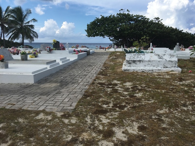 Pectis caymanensis photo 8
