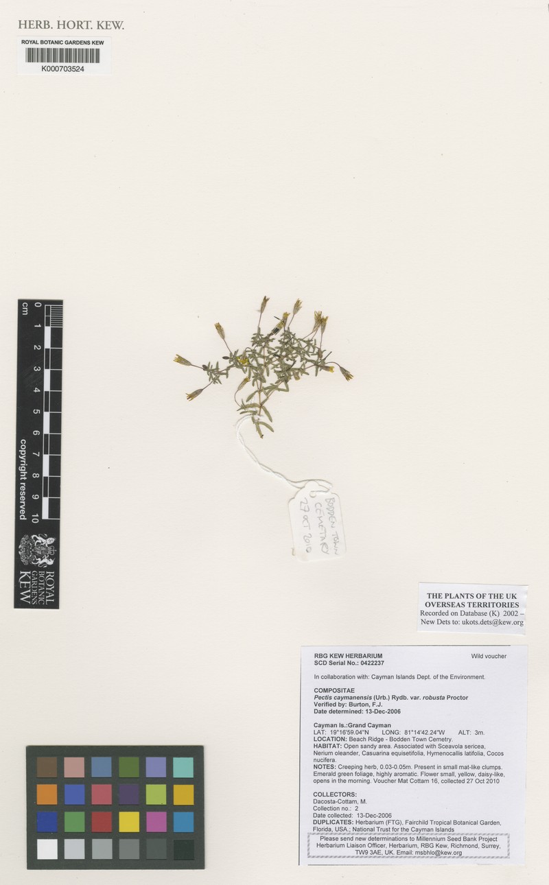 Pectis caymanensis var. robusta