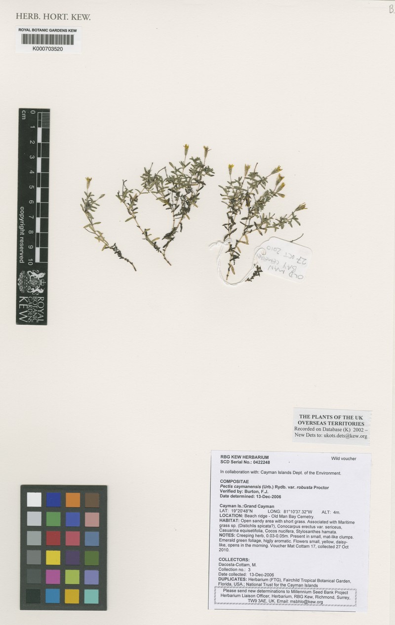Pectis caymanensis var. robusta photo 2
