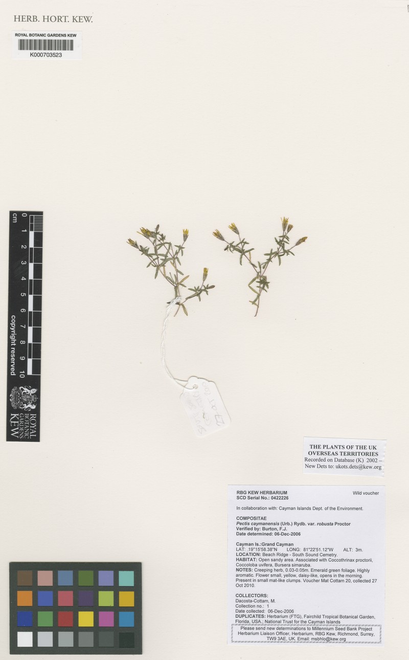 Pectis caymanensis var. robusta photo 3