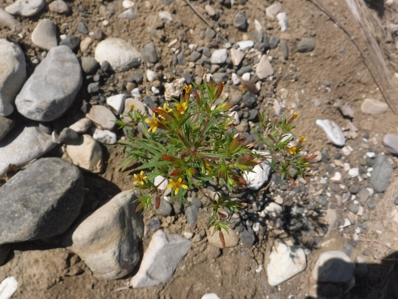 Donkeyweed photo 2