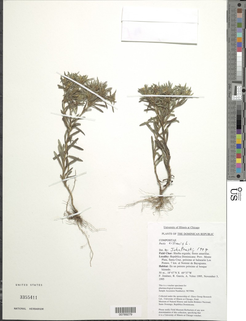 Donkeyweed photo 3