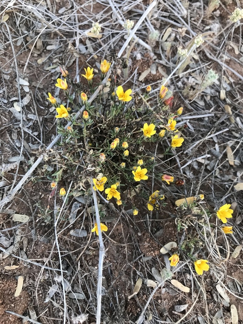 Pectis coulteri
