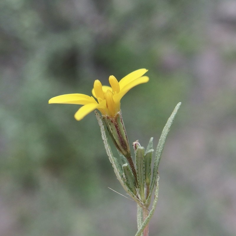 Pectis coulteri photo 2