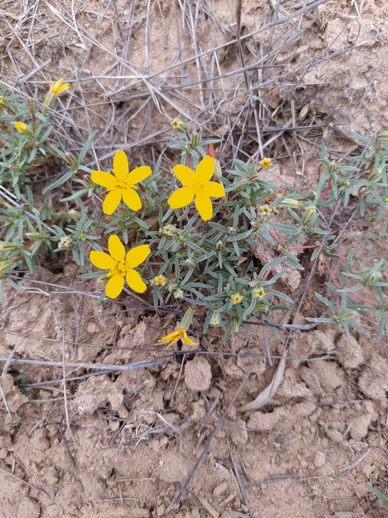 Pectis coulteri photo 4