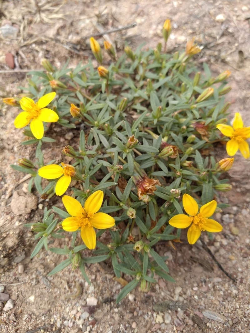 Pectis coulteri photo 5