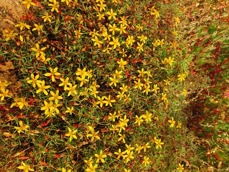 Pectis coulteri photo 6